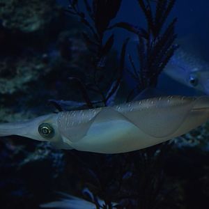 Bigfin reef squid
