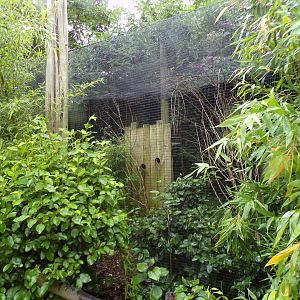 Prevost’s squirrel enclosure 29.6.24