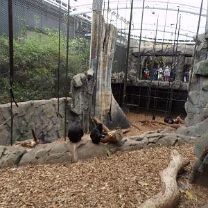 Sulawesi crested macaque indoors 29.6.24