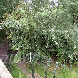 African wild dog enclosure 29.6.24