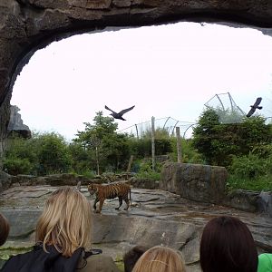 Sumatran tiger enclosure 29.6.24