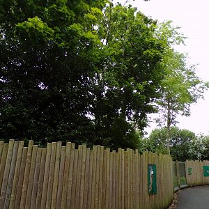 Tamandua and pied tamarin enclosure 29.6.24