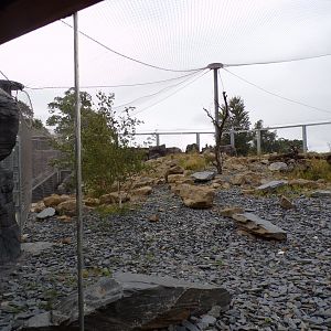 Snow leopard enclosure 29.6.24