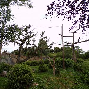 Sumatran orangutan enclosure 29.6.24