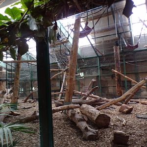 Mandrill indoors 29.6.24