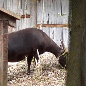 Lowland anoa 29.6.24