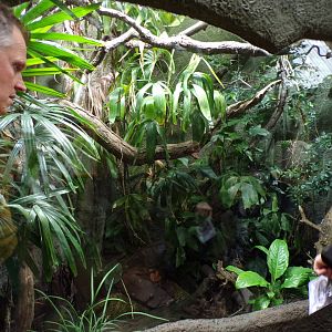 Goriew forest dragon and Asian giant toad enclosure 29.6.24