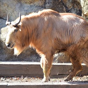 Golden takin