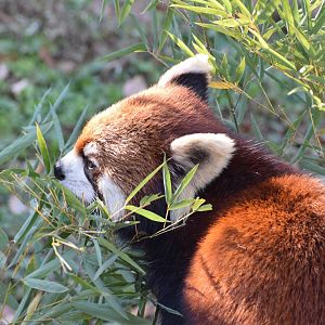 Chinese red panda