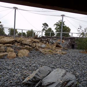 Snow leopard enclosure 29.6.24