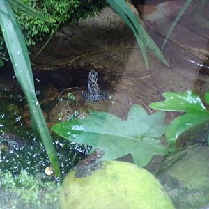 Bornean rock frogs 29.6.24