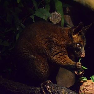 Common brushtail possum