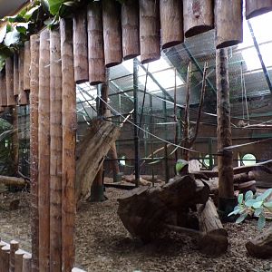 Mandrill indoors 29.6.24