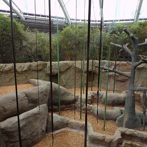 Sumatran orangutan indoors 29.6.24