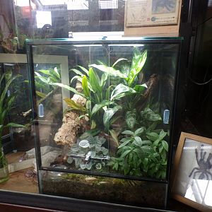 Singapore blue tarantula terrarium 29.6.24