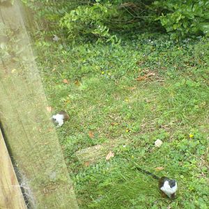 Pied tamarins 29.6.24