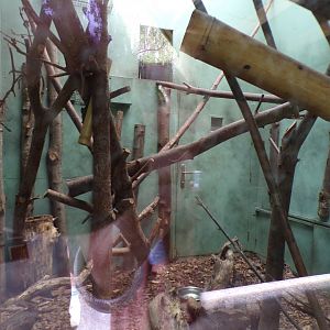 Tamandua indoors 29.6.24