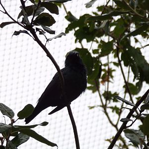 Asian glossy starling 29.6.24