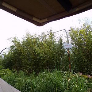 Sumatran tiger enclosure from the riverboat ride 29.6.24