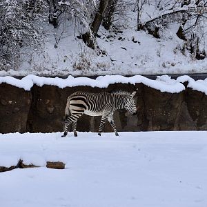 Hartmann's Mountain Zebra - The Grasslands - African Savanna