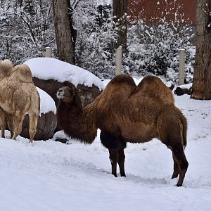Bactrian Camels - East Yard - High Desert Oasis