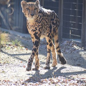 "King" cheetah