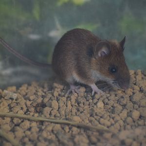 Small japanese field mouse