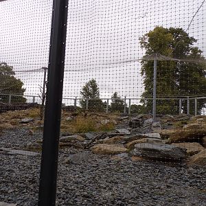 Snow leopard enclosure 29.6.24