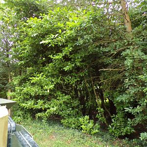 Tamandua and pied tamarin enclosure 29.6.24