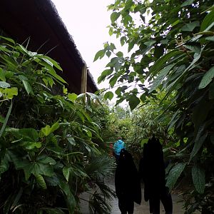 Indonesian bird walkthrough 29.6.24