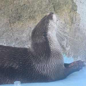 African clawless otter