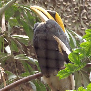 Great hornbill 29.6.24