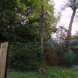 Eastern pygmy marmoset enclosure 29.6.24