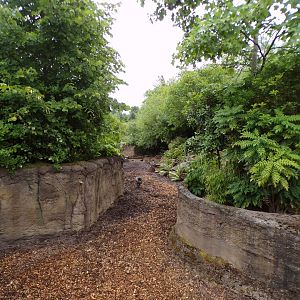 Visayan warty pig enclosure 29.6.24
