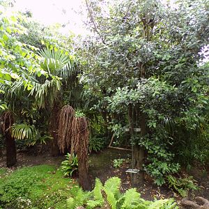 Indonesian songbird walkthrough 29.6.24