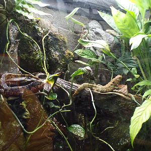 Chinese crocodile lizard 29.6.24