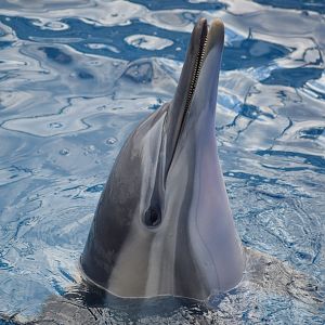 Long-beaked dolphin - Oita Marine Palace Aquarium
