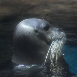 Bearded seal - Oita Marine Palace Aquarium