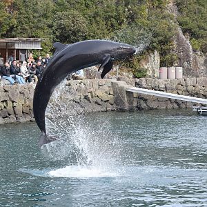 False killer whale - Taiji Whale Museum