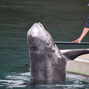 Risso's dolphin - Taiji Whale Museum