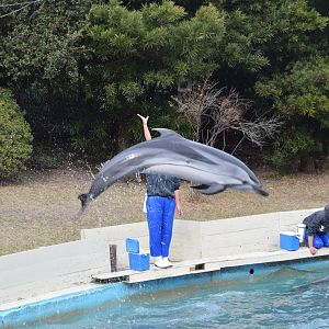 Striped dolphin - Taiji Whale Museum
