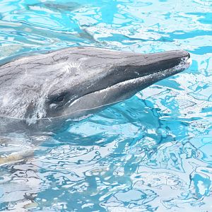 Rough-toothed dolphin - Taiji Whale Museum