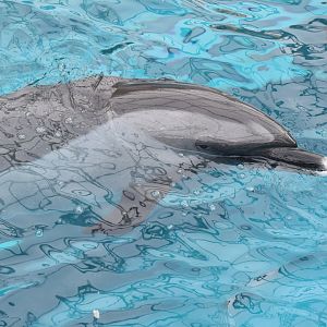 Pantropical spotted dolphin - Taiji Whale Museum
