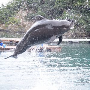 Short-finned pilot whale - Taiji Whale Museum