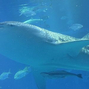 Whale shark