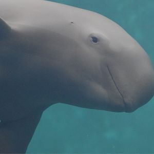 Finless porpoise