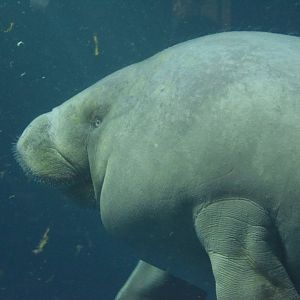 African manatee