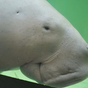 Dugong