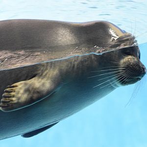 Baikal seal