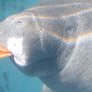 Amazonian manatee